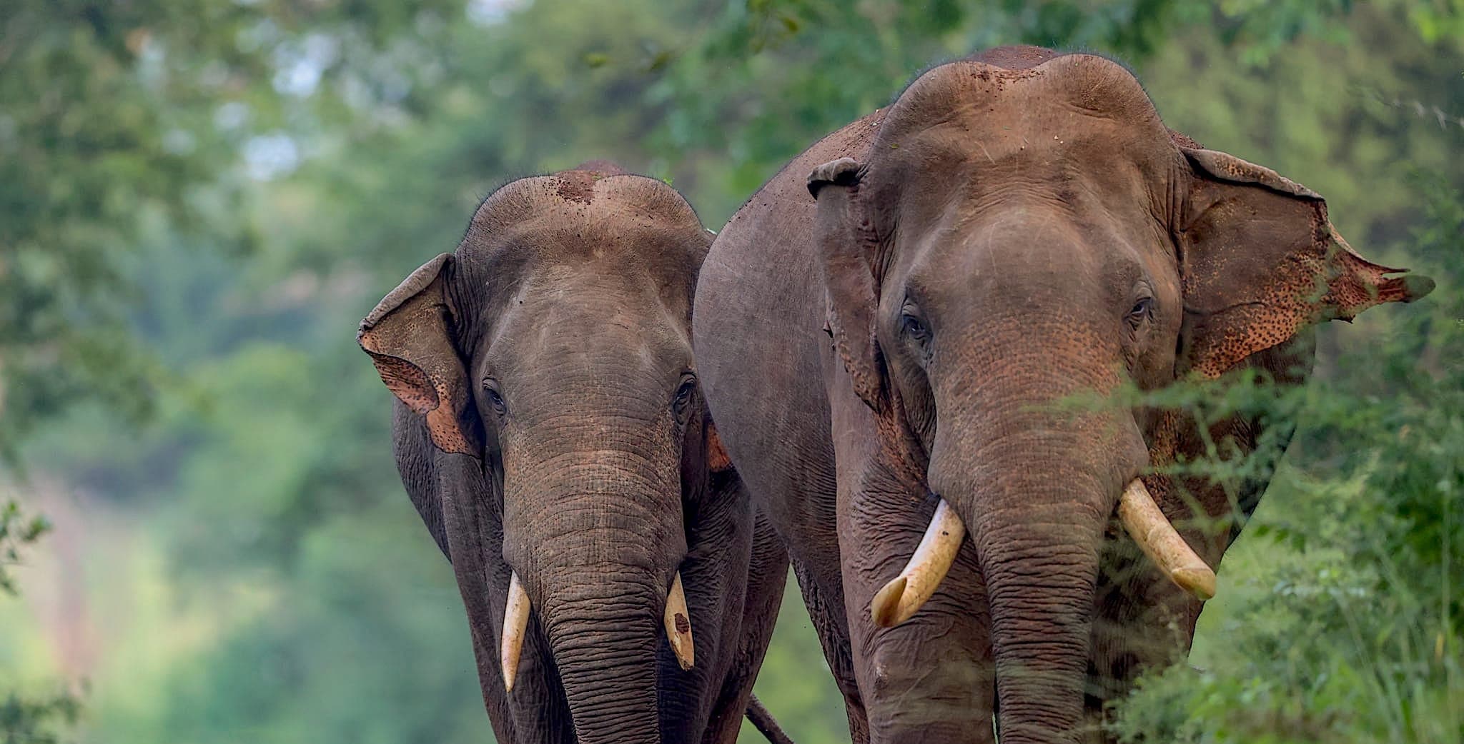 WildLife